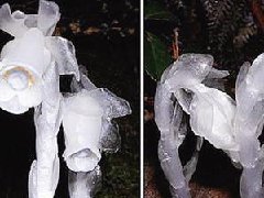 四川發現冥界之花:只是治體虛久咳的民間藥