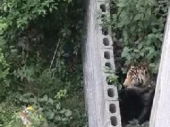 國慶節馬戲團幼虎出逃，警察持鋼叉合圍